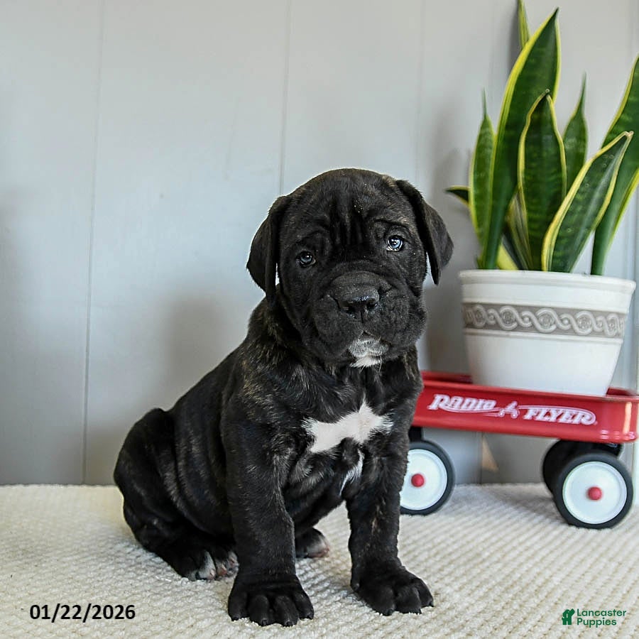 Cane Corso dogs Hank - Ad 2
