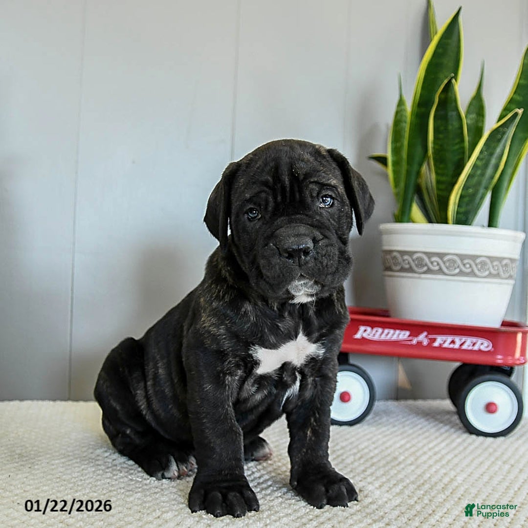 Cane Corso dogs for sale: Hank - Ad 2