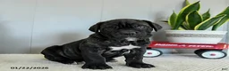 Cane Corso dogs for sale: Hank - Ad 6