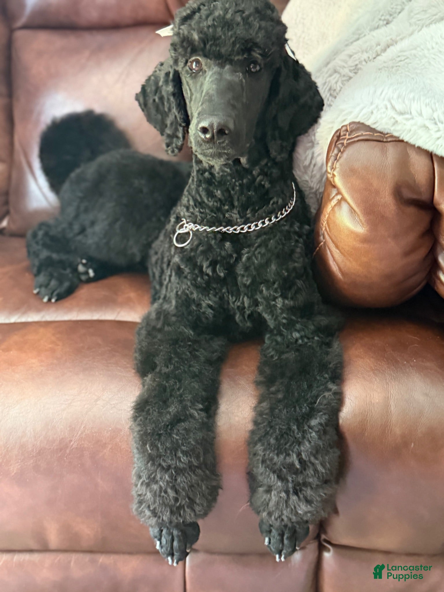 Standard Poodle dogs Standard Poodle 1 - Ad 32