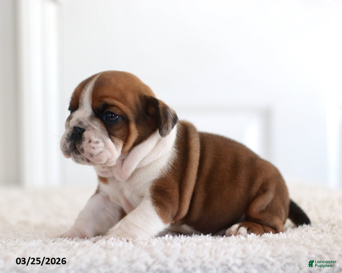 English Bulldog dogs Ajax - Ad 2