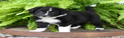 Mixed Breed dogs for sale: Jana - Ad 3