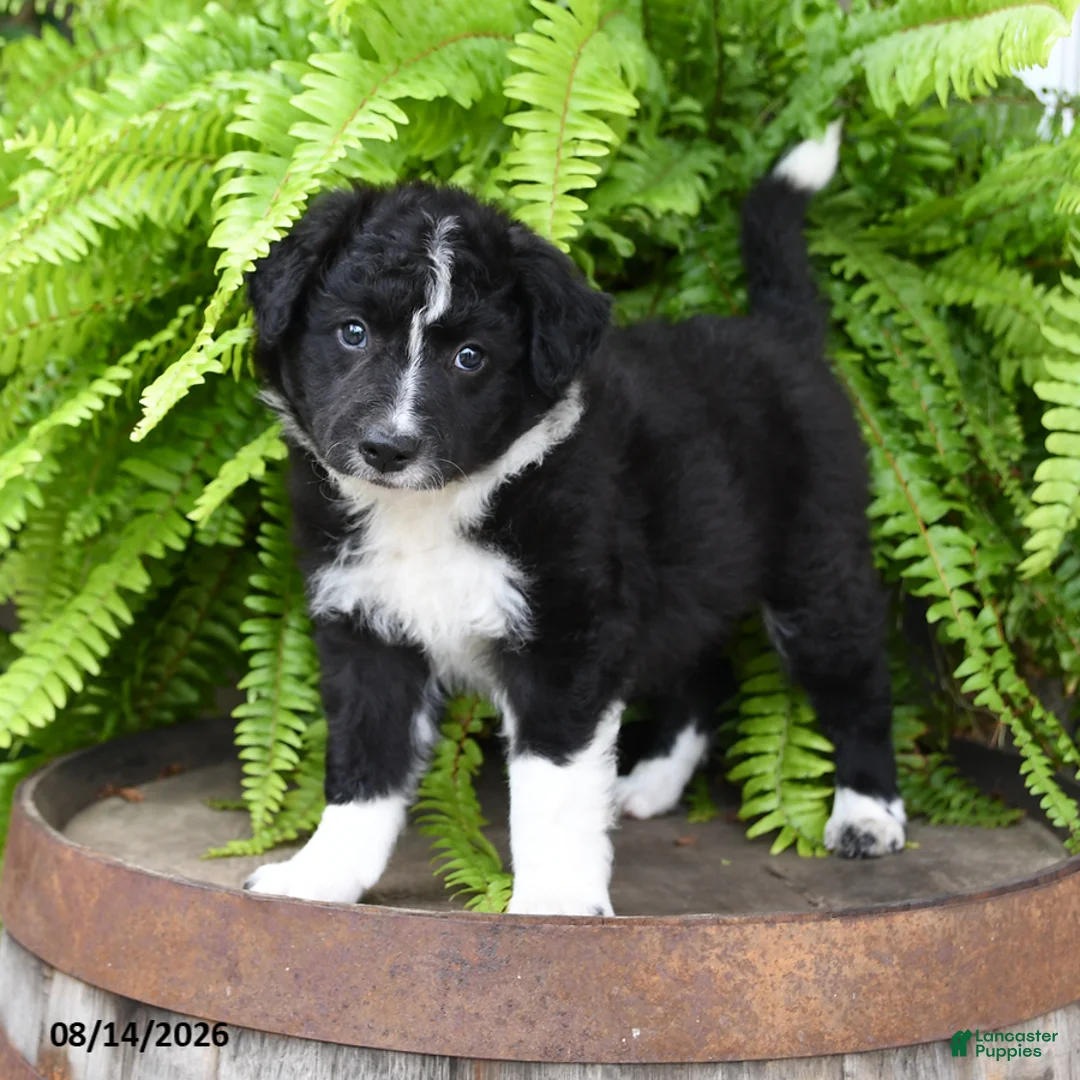 Mixed Breed dogs for sale: Jana - Ad 3