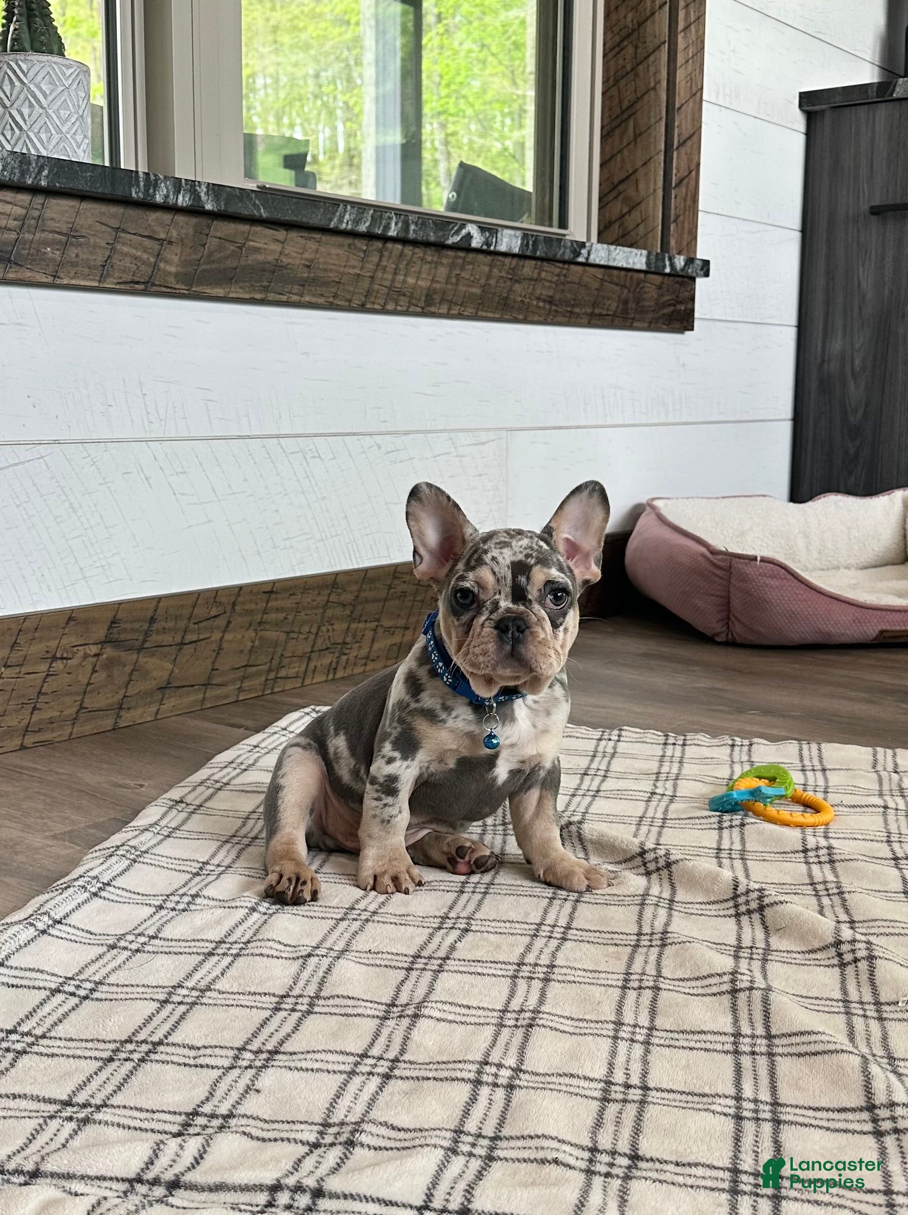 French Bulldog dogs for sale: Aspen - Ad 8