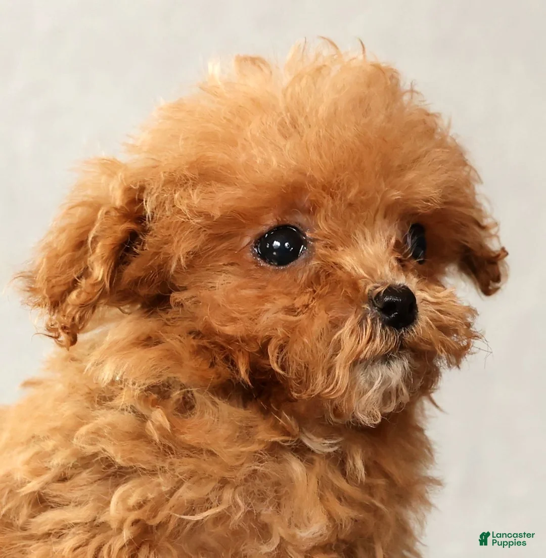 Havapoo dogs for sale: Ulysses - Ad 9