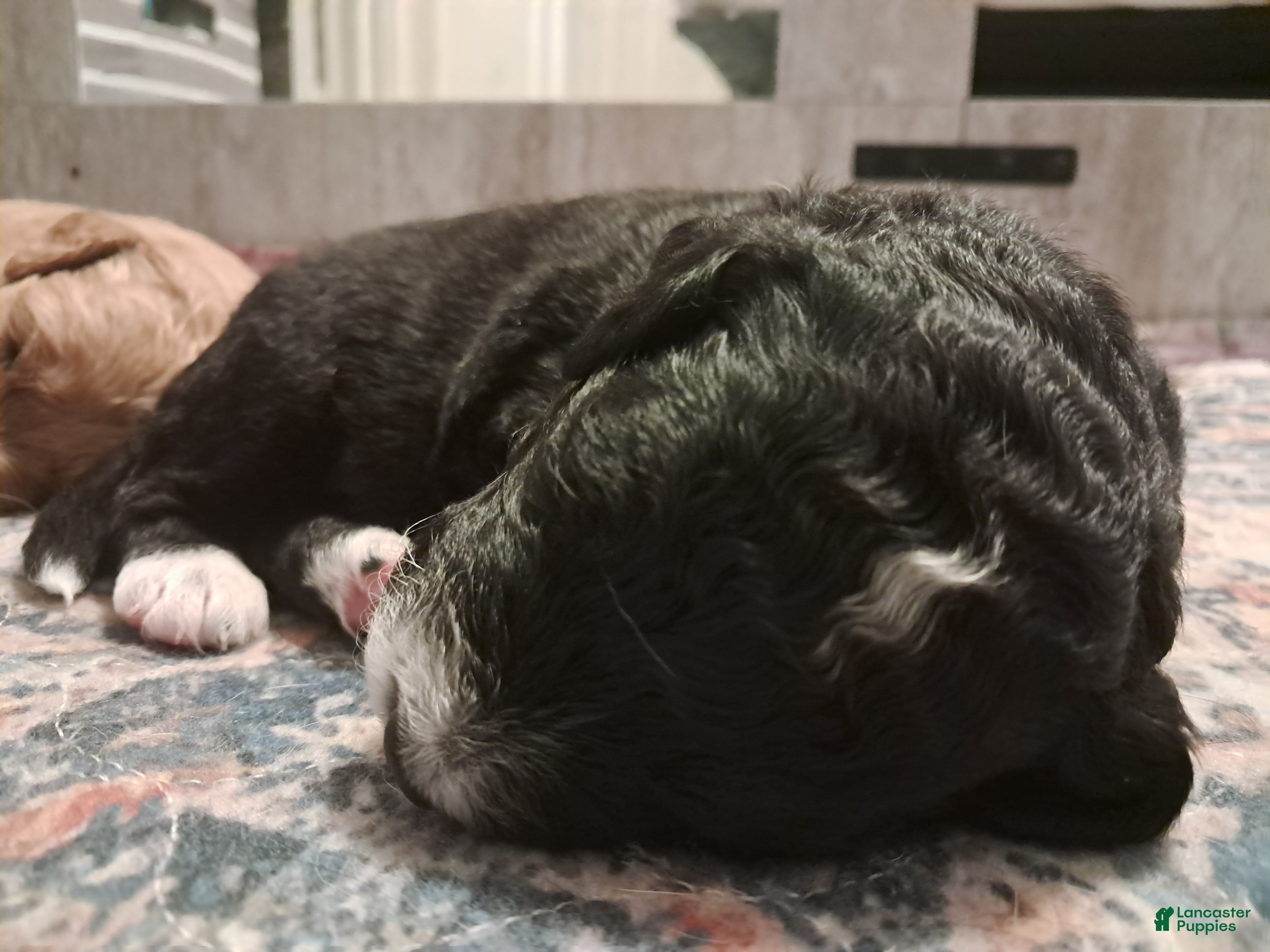 Double Doodle dogs Haddon - Ad 2