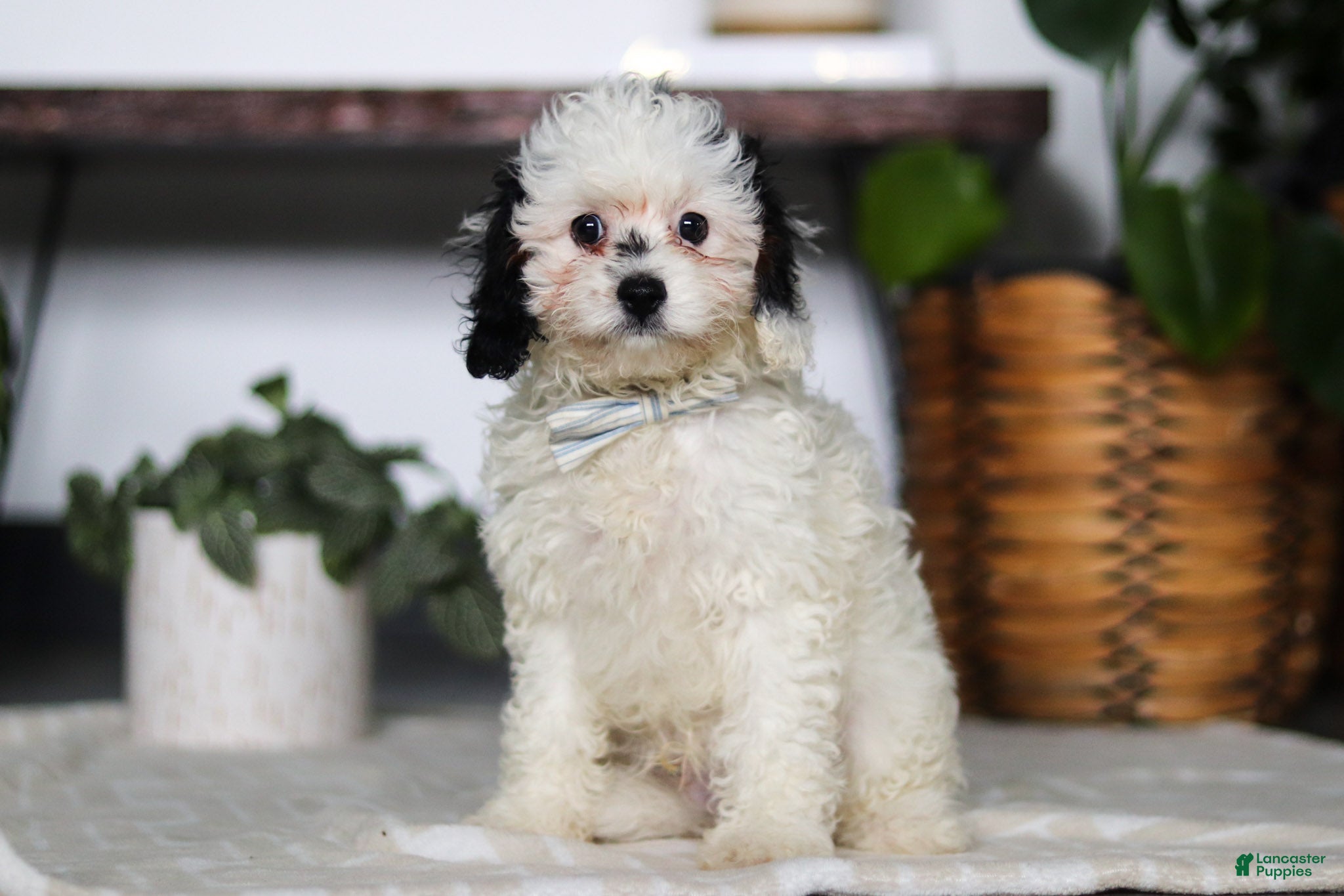 Cavapoo dogs Jordan - Ad 2