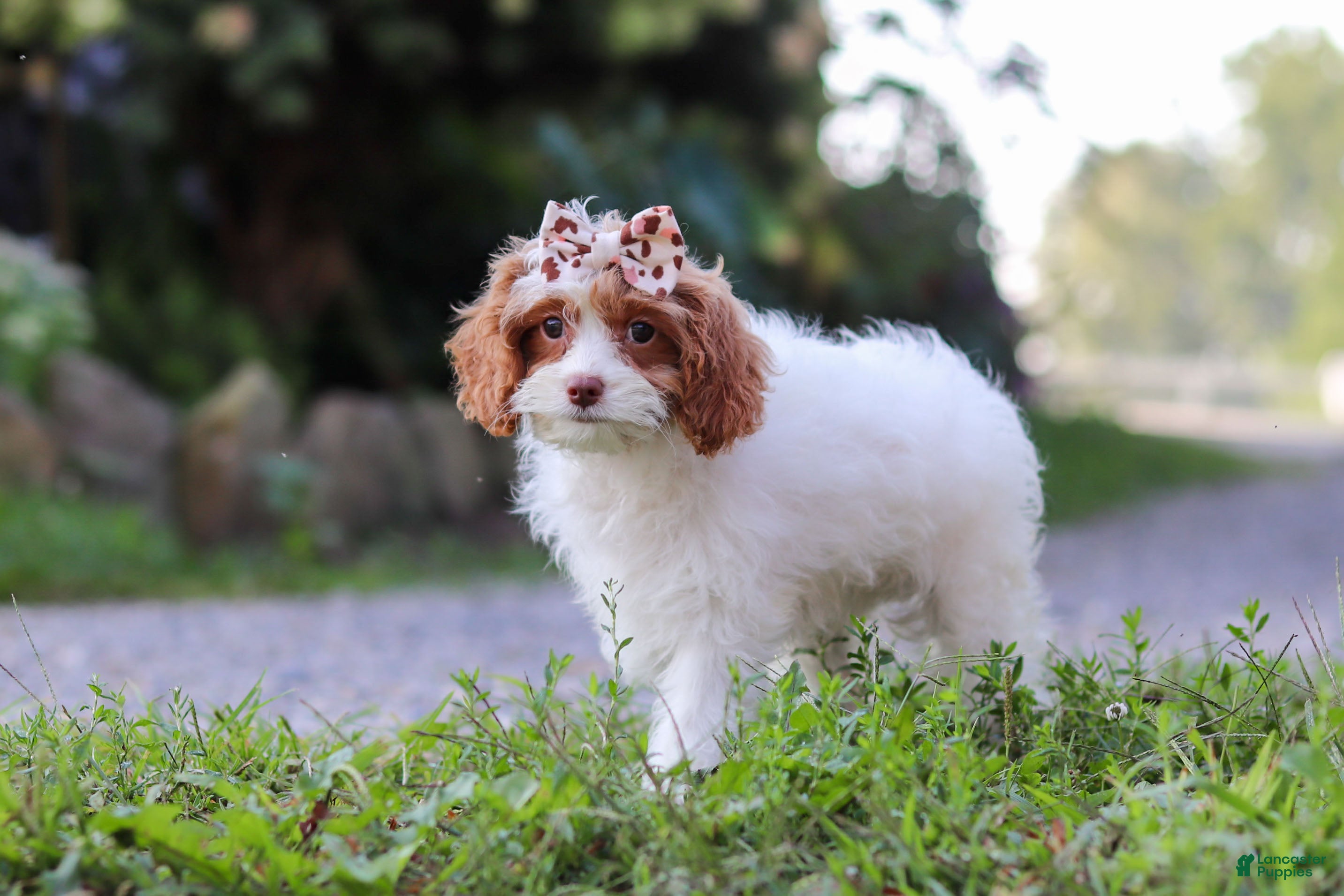 Cavapoo dogs Jessica - Ad 1