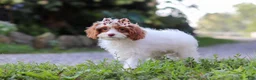 Cavapoo dogs for sale: Jessica - Ad 1