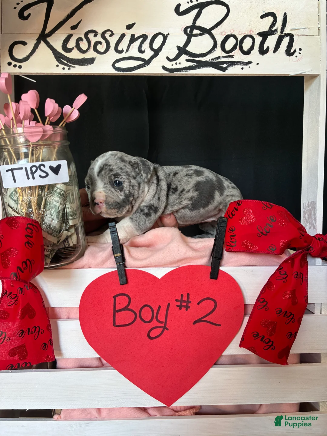 Olde English Bulldogge dogs for sale: Olde English Bulldogge Puppy 2 - Ad 6