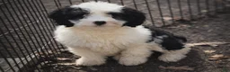 Mini Bernedoodle dogs for sale: Mini Bernedoodle Puppy 1 - Ad 4