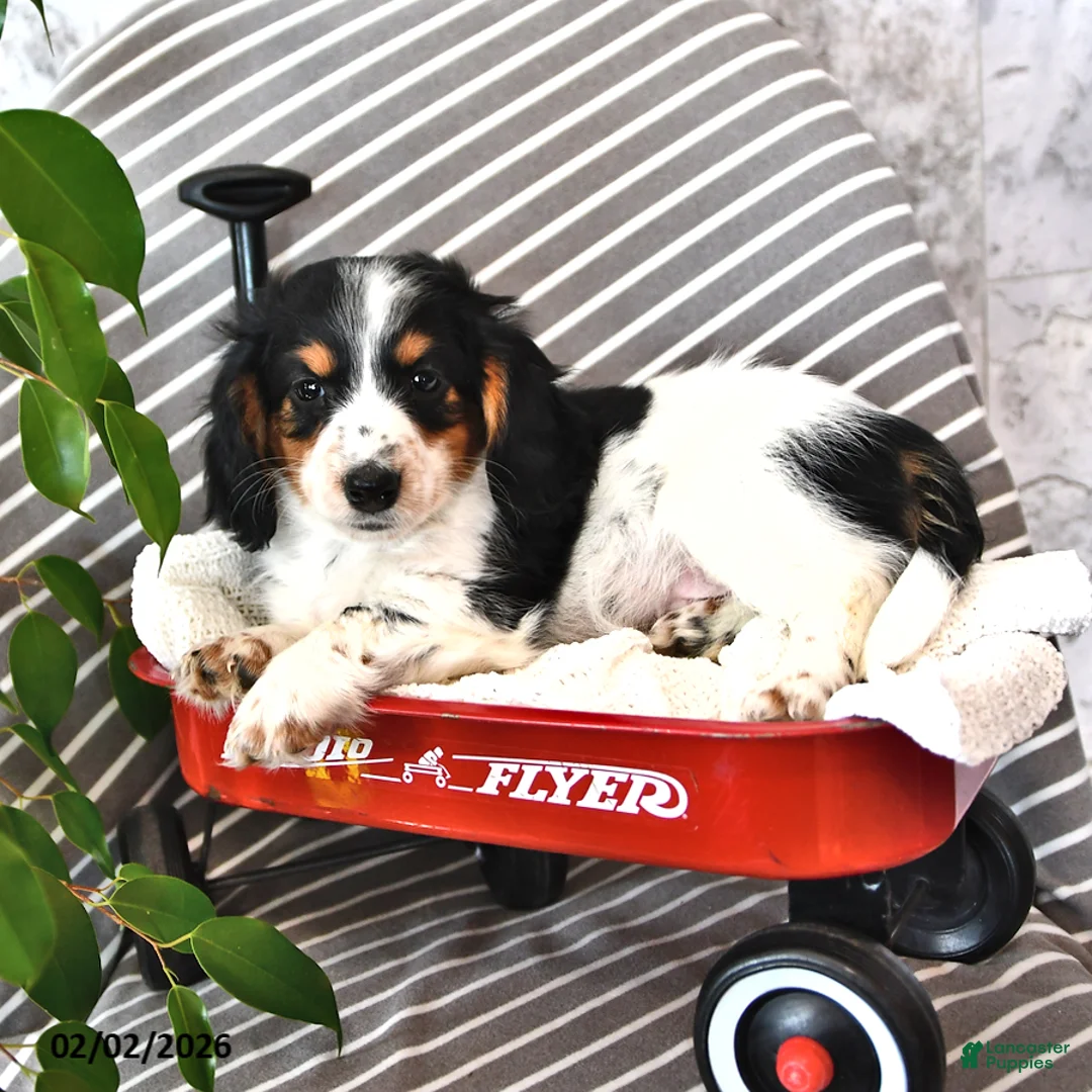 Miniature Dachshund dogs for sale: Corey - Ad 2