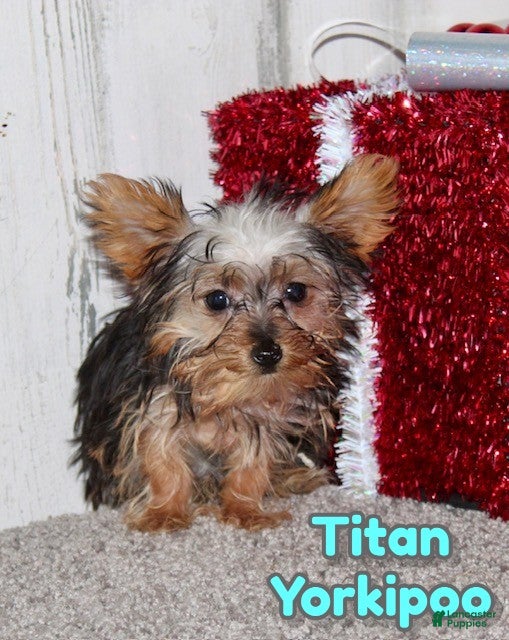 Yorkiepoo dogs Titan - Ad 23