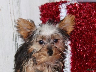 Yorkiepoo dogs Titan - Ad 18