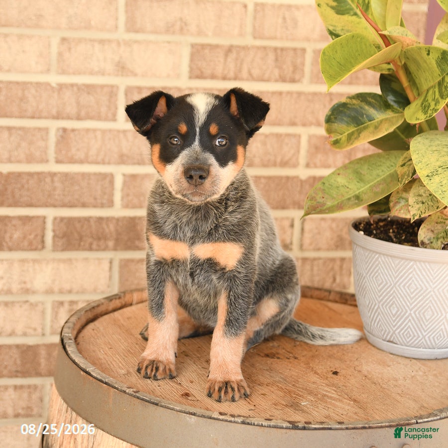Australian Cattle Dog dogs Mya - Ad 1