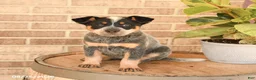 Australian Cattle Dog dogs for sale: Mya - Ad 1