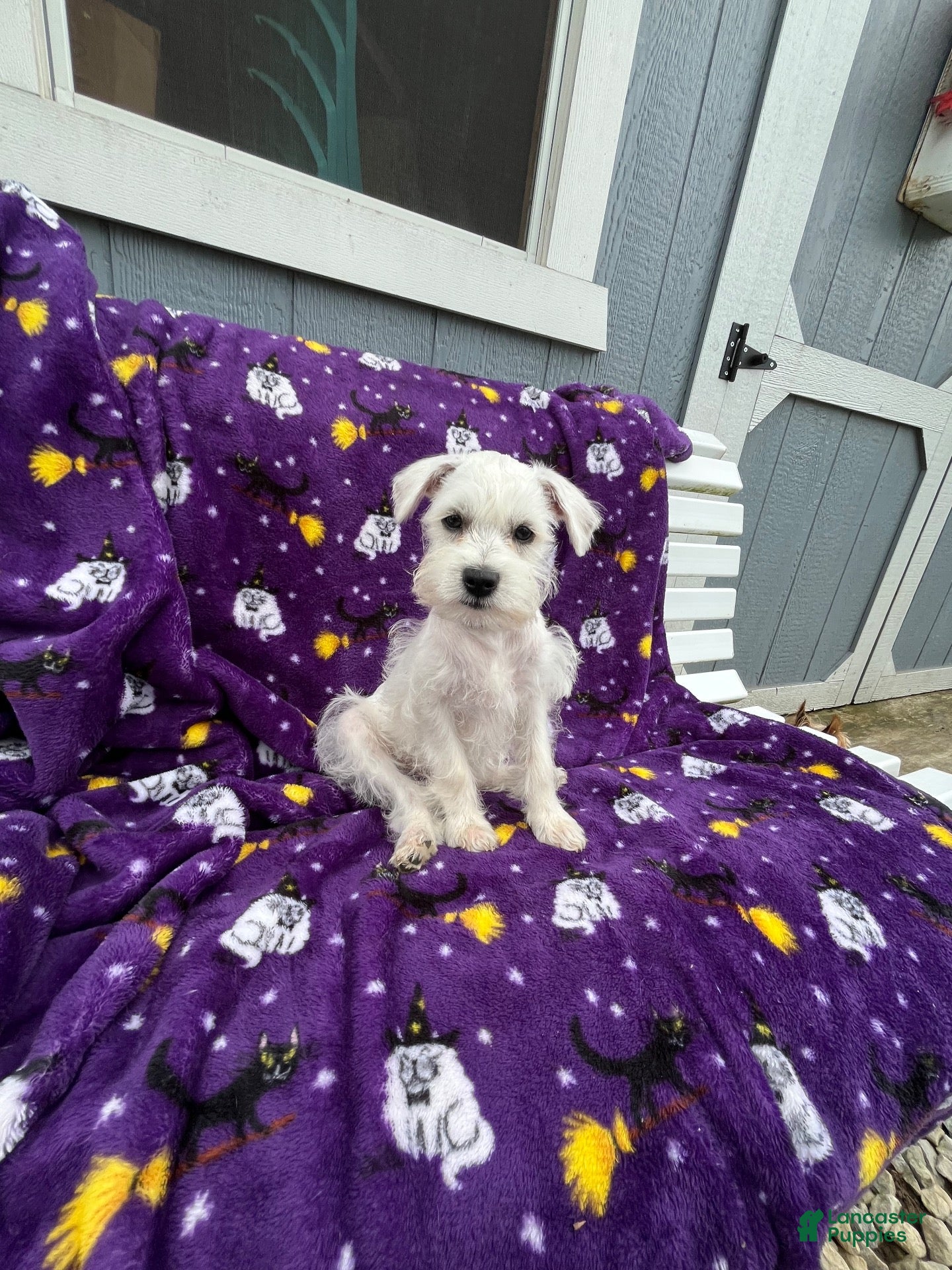 Miniature Schnauzer dogs AKC Lady  - Ad 1