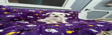 AKC Lady 