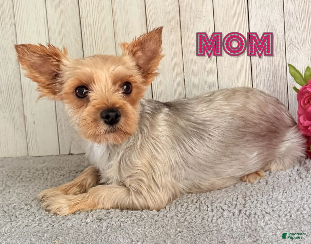 Yorkshire Terrier dogs for sale: Nova - Ad 6