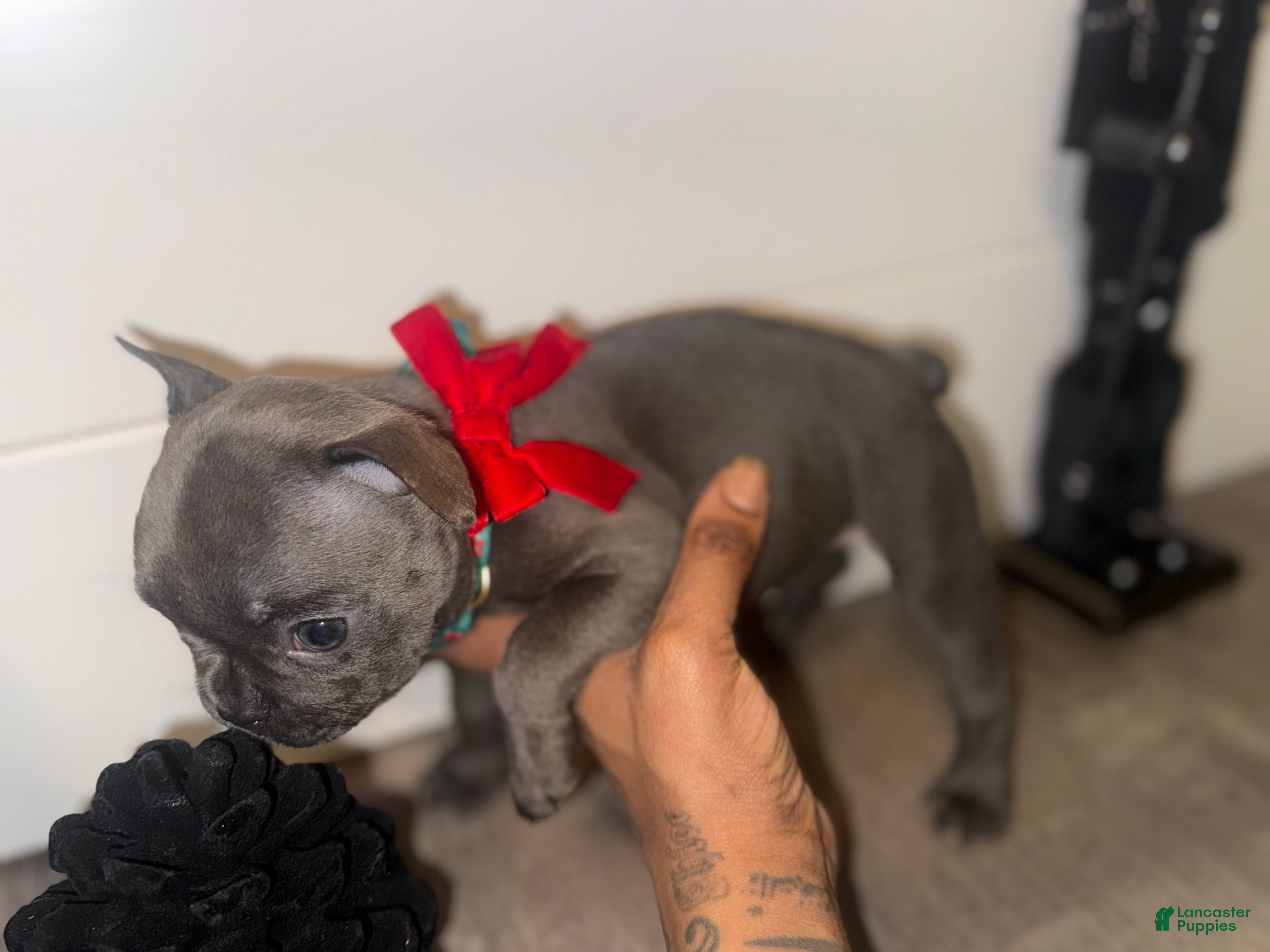 French Bulldog dogs French Bulldog Puppy 8 - Ad 11