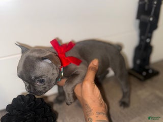 French Bulldog dogs French Bulldog Puppy 8 - Ad 11