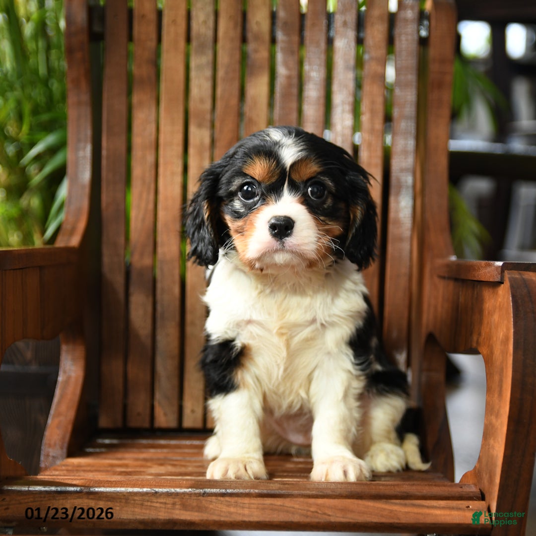 Cavalier King Charles Spaniel dogs for sale: Bubbles - Ad 2