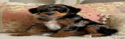 Miniature Poodle dogs for sale: Gwennie - Ad 15