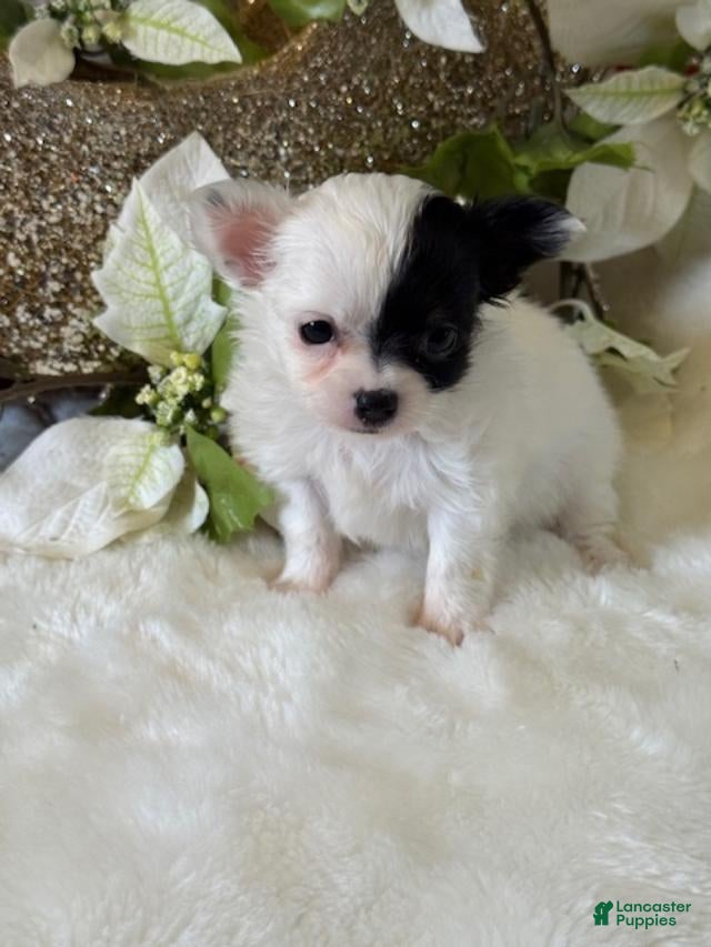 Chihuahua dogs Chihuahua Puppy 2 - Ad 35