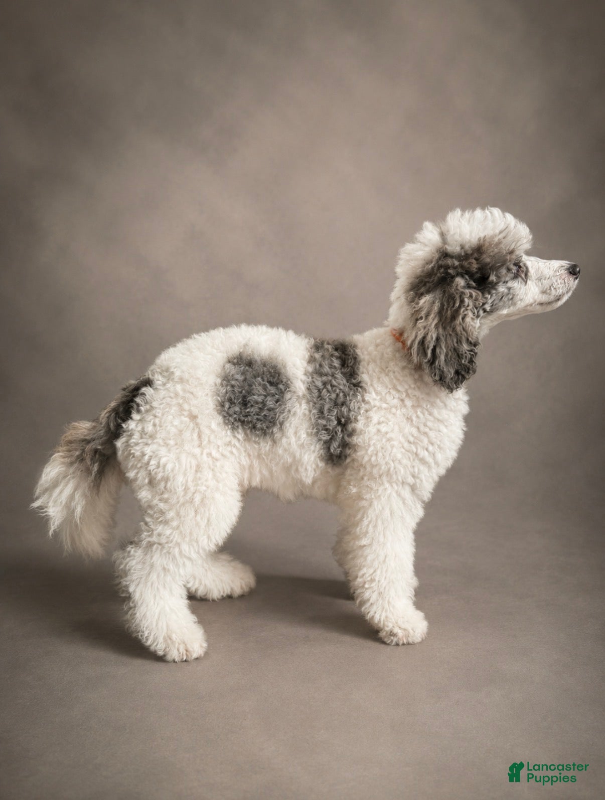 Miniature Poodle dogs Bear - Ad 2