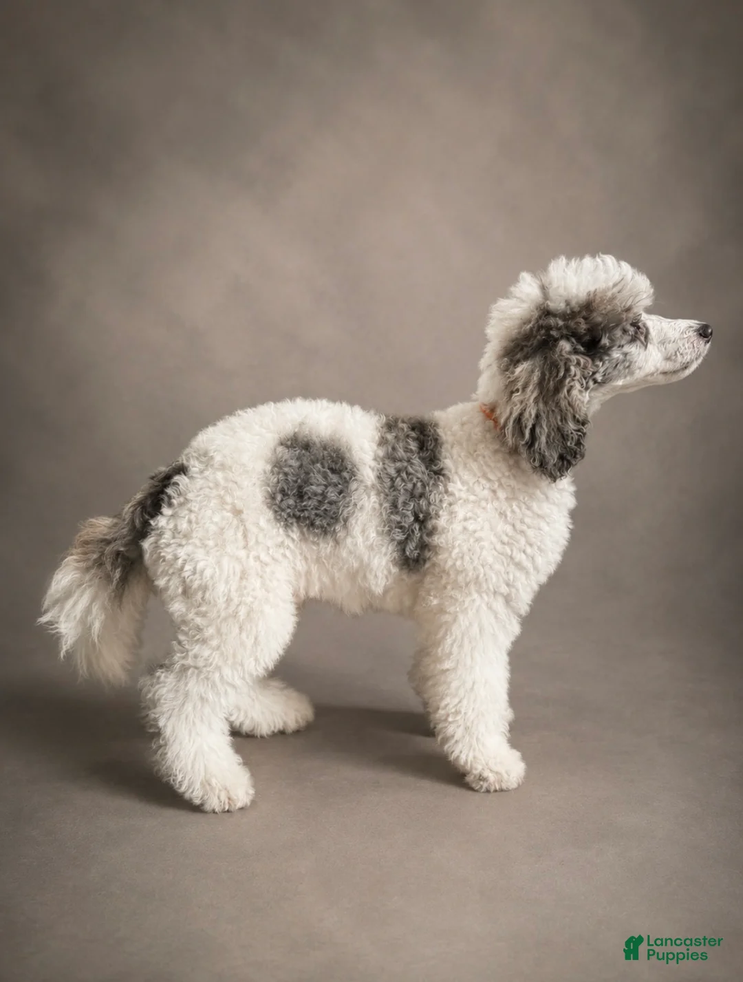 Miniature Poodle dogs for sale: Bear - Ad 2