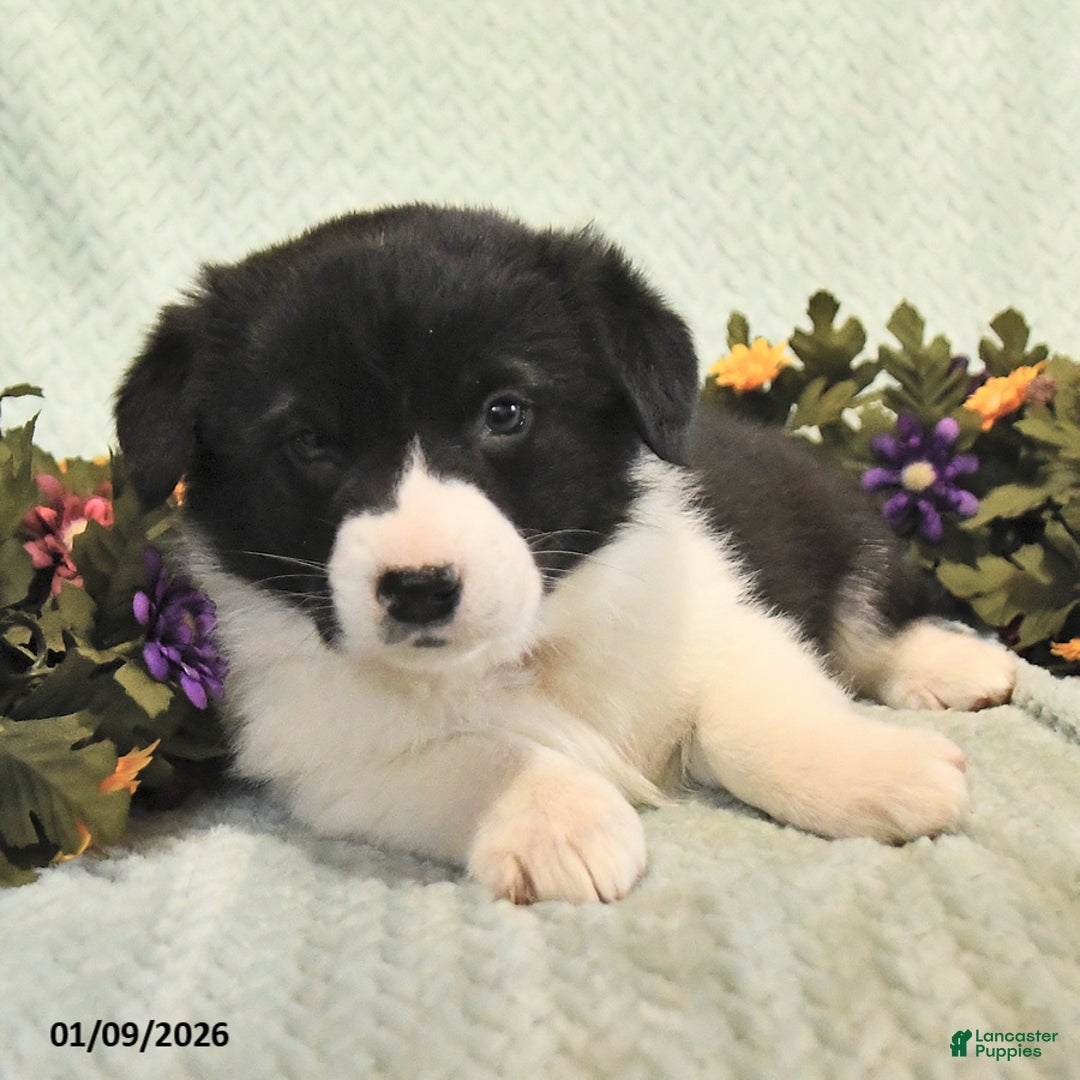 Mixed Breed dogs for sale: Jade - Ad 4