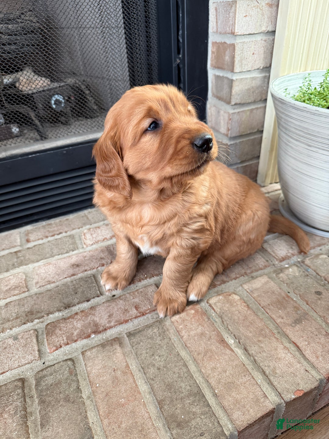 Golden Retriever dogs for sale: Scout - Ad 4