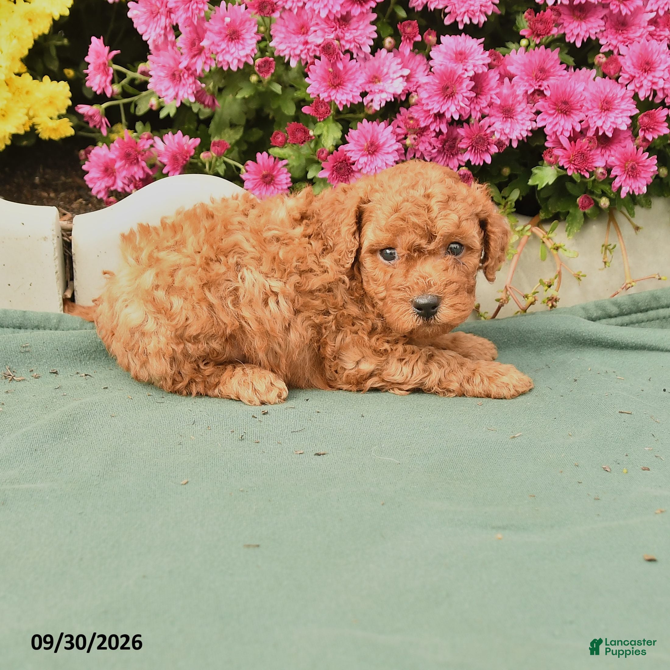 Toy Poodle dogs Timmy - Ad 1