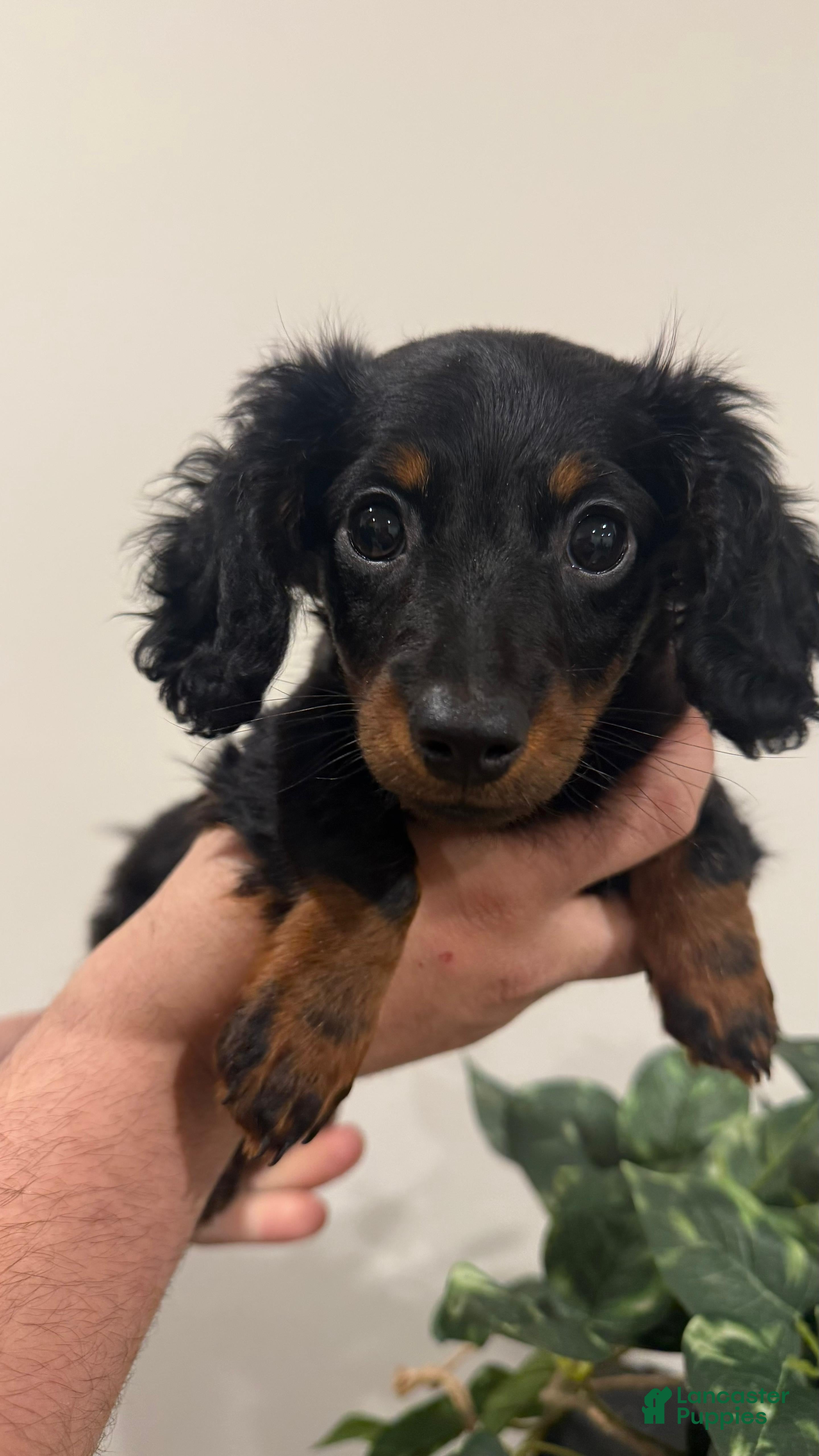 Dachshund dogs Zeus - Ad 1