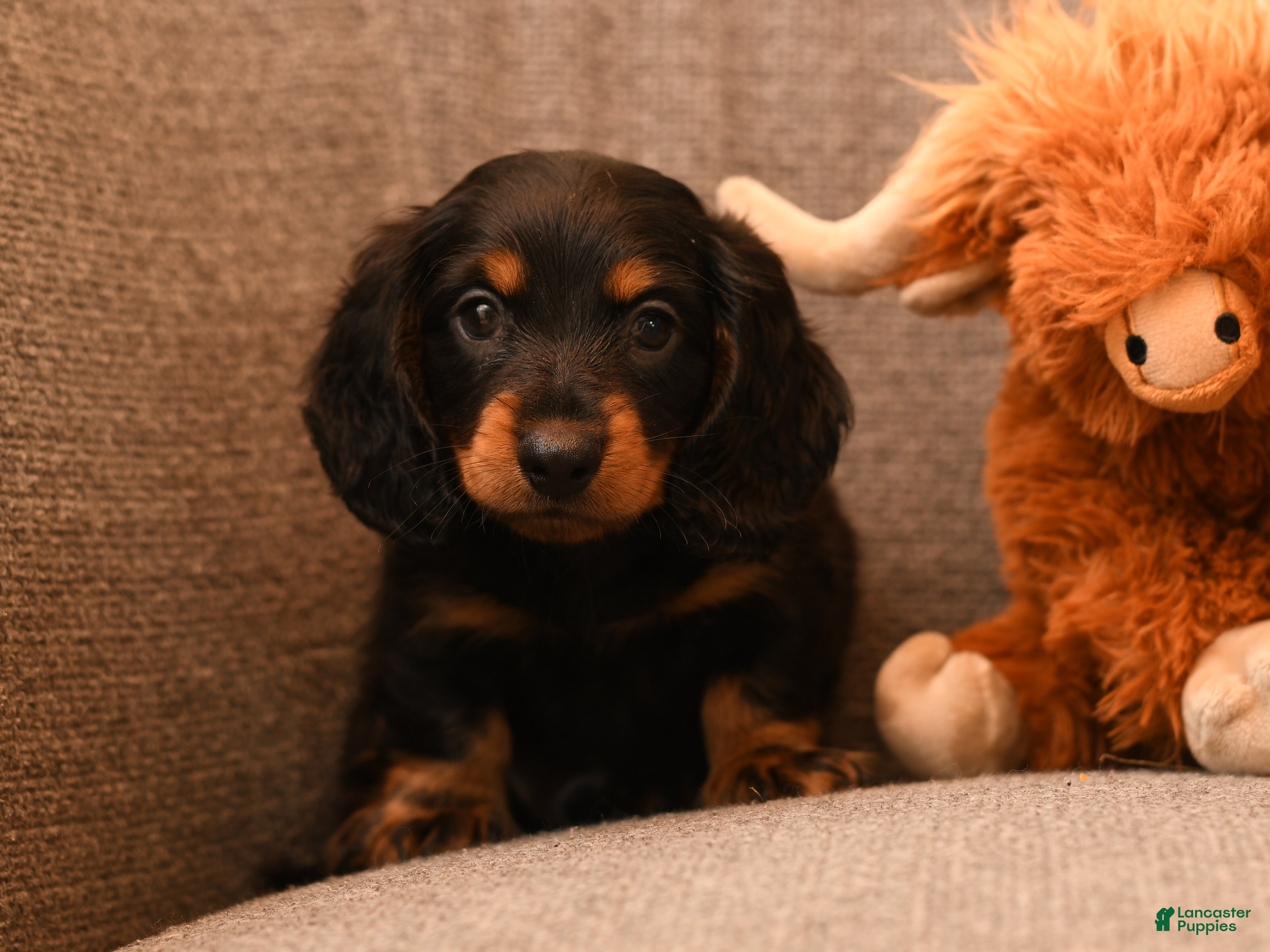 Miniature Dachshund dogs Mojo - Ad 1