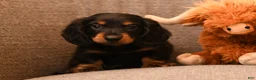 Miniature Dachshund dogs for sale: Mojo - Ad 1
