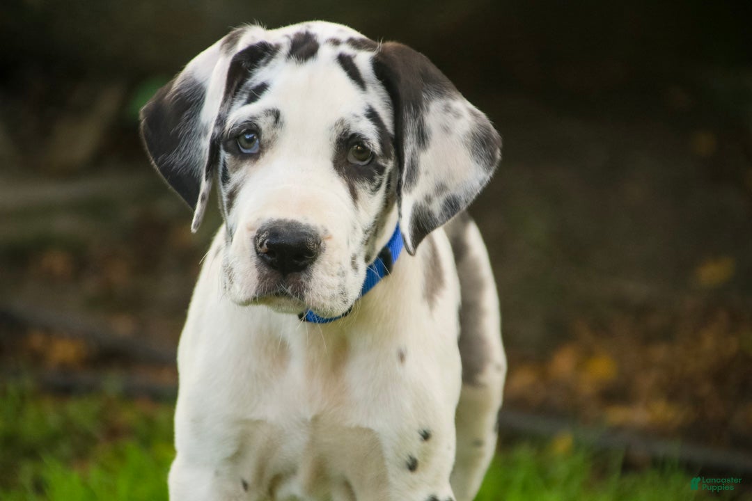 Great Dane