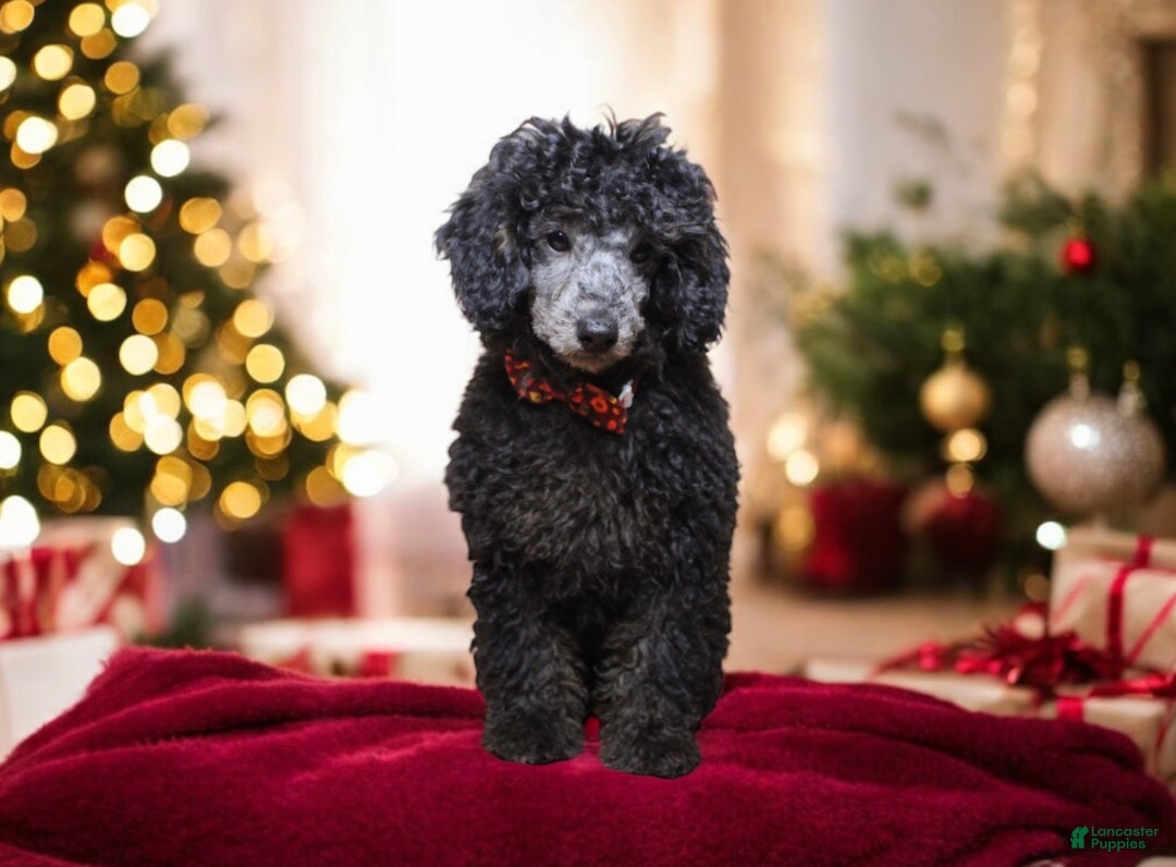Toy Poodle dogs for sale: Jimmy - Ad 6