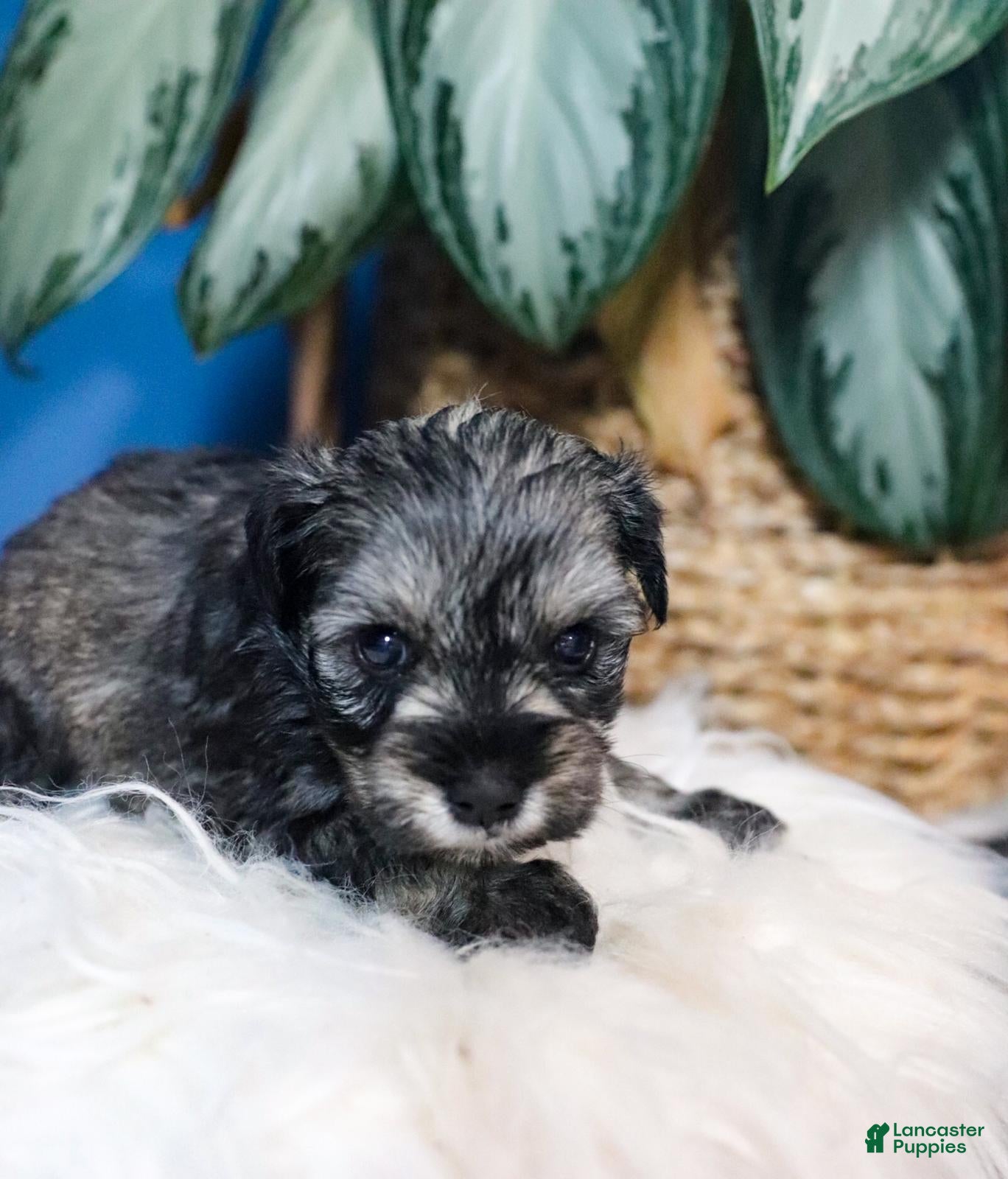 Miniature Schnauzer dogs Bella - Ad 2