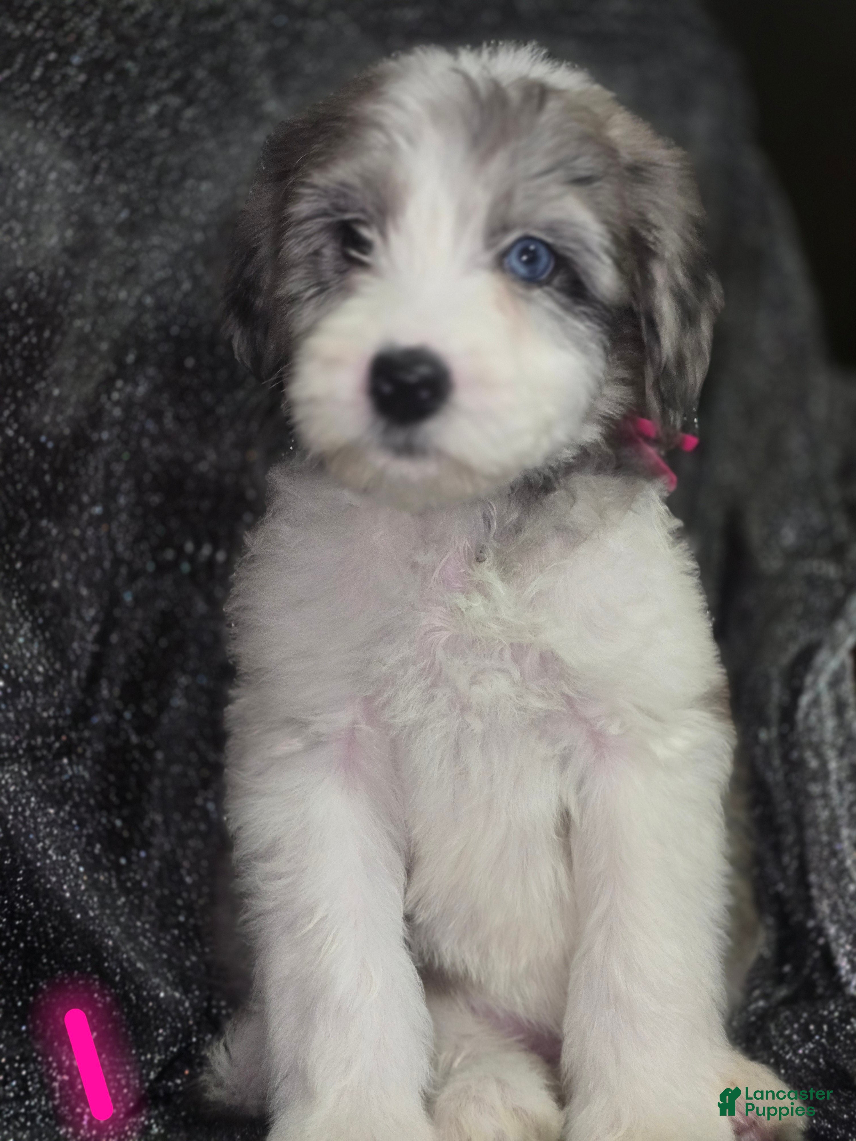 Sheepadoodle dogs Daisy-dark pink collar  - Ad 30