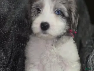Sheepadoodle dogs Daisy-dark pink collar - Ad 17