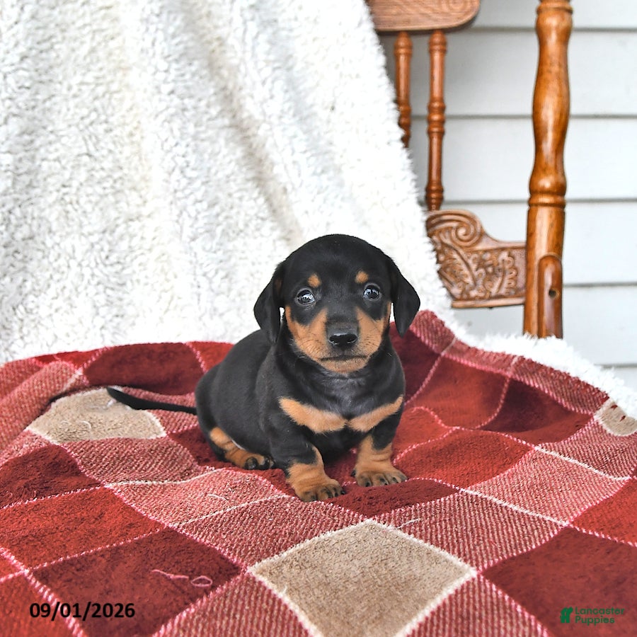 Miniature Dachshund dogs Cooper - Ad 1