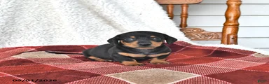 Cooper