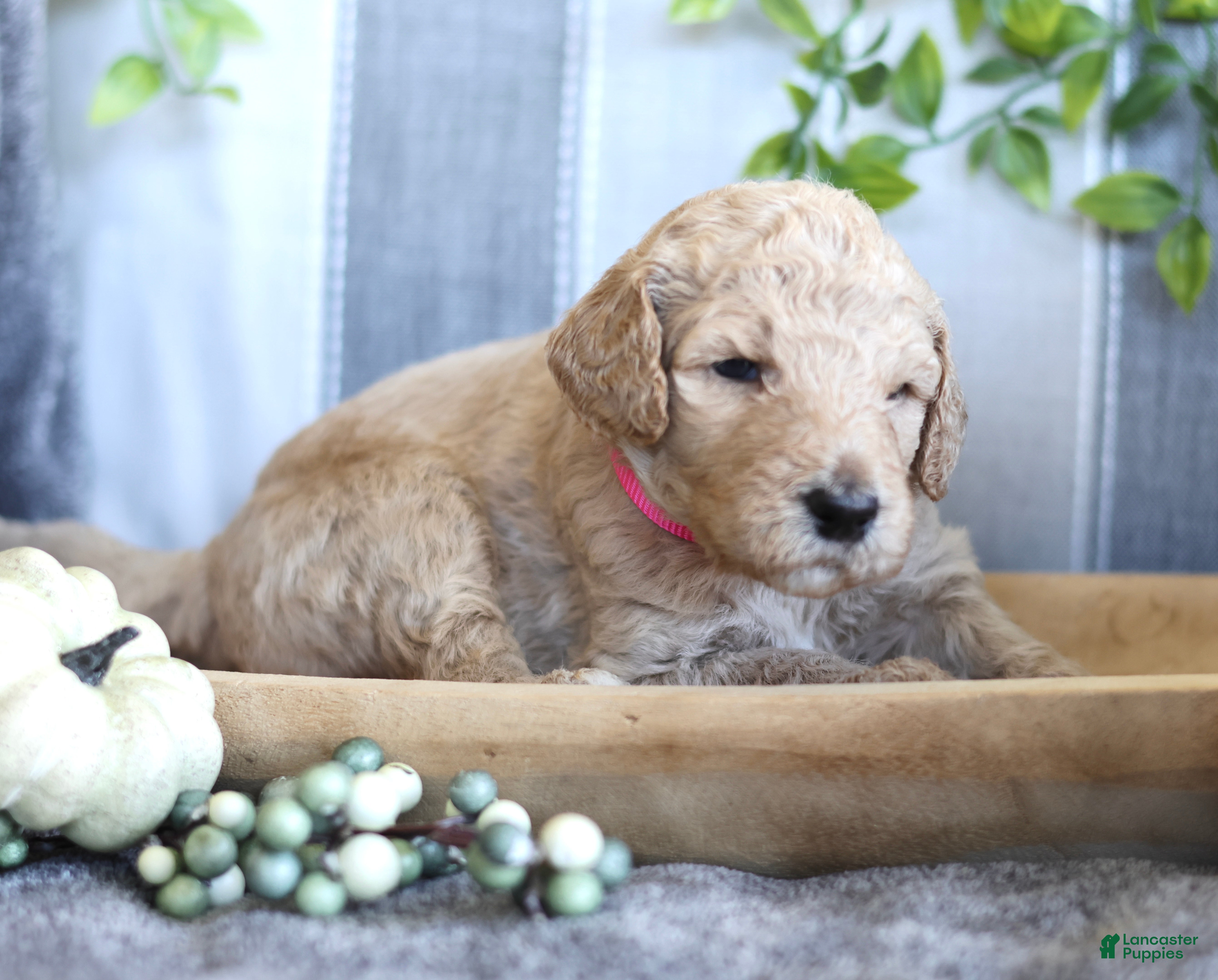 Goldendoodle dogs Annie  - Ad 41