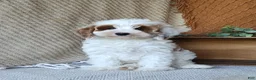 Cavapoo dogs for sale: Glory - Ad 3