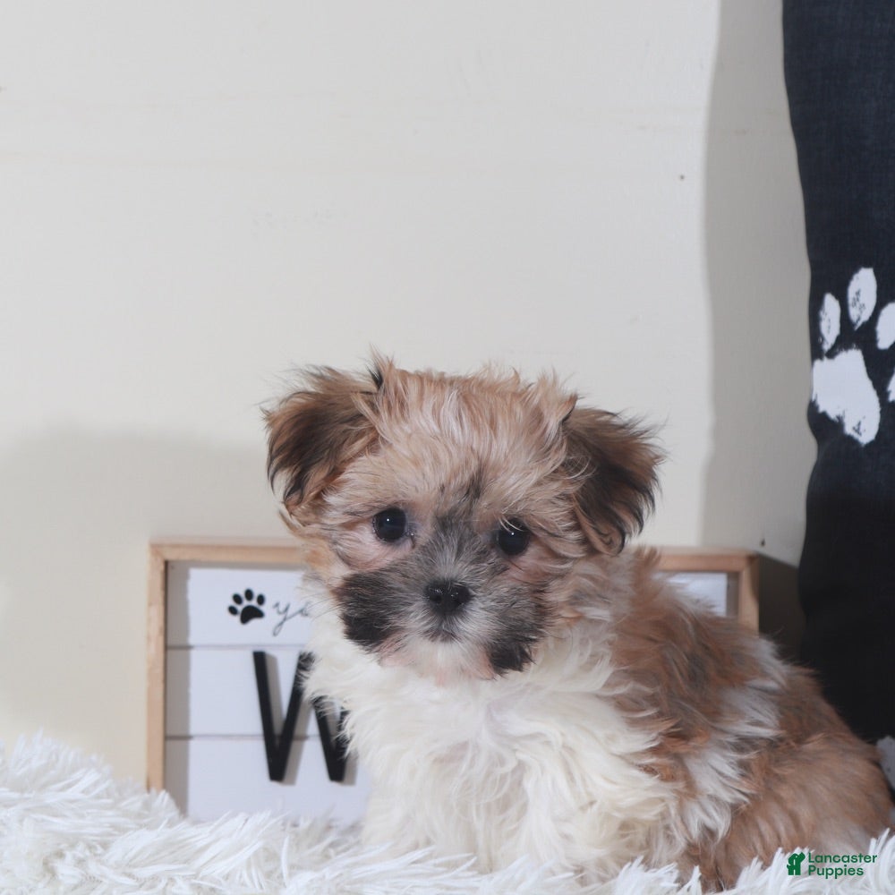 Havanese dogs Havanese Puppy Carman - Ad 2