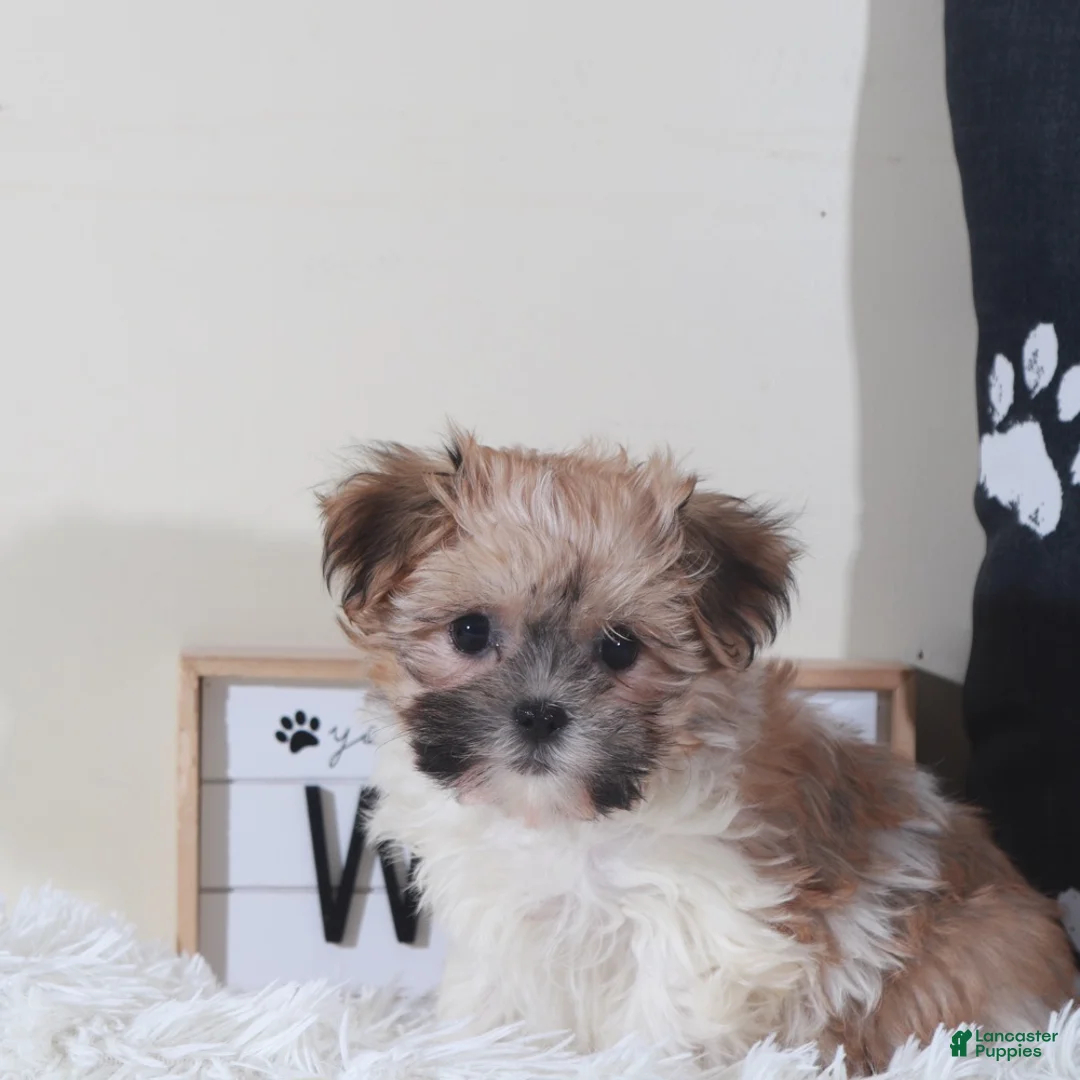 Havanese dogs for sale: Havanese Puppy Carman - Ad 2