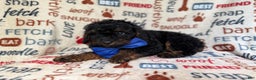 Cockapoo dogs for sale: Pecan - Ad 9