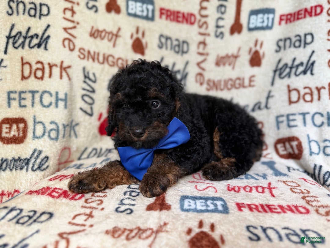 Cockapoo dogs for sale: Pecan - Ad 9