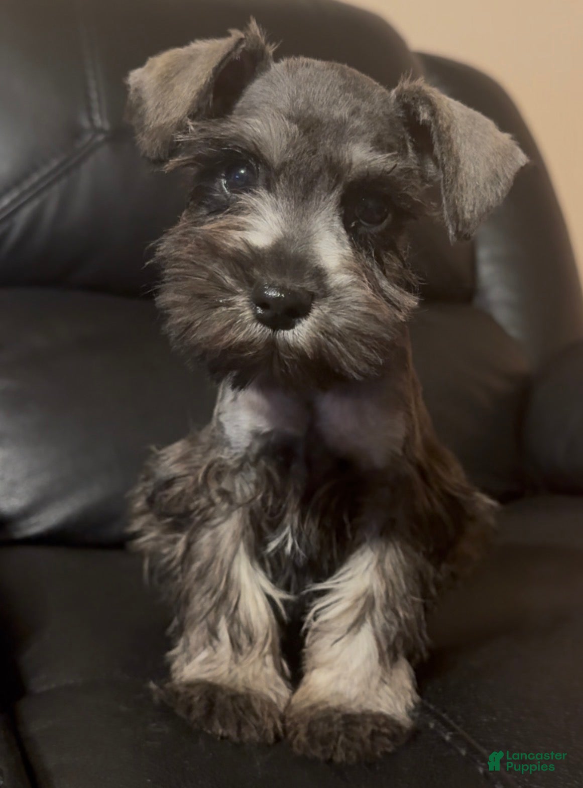 Miniature Schnauzer dogs Boy Blue - Ad 1